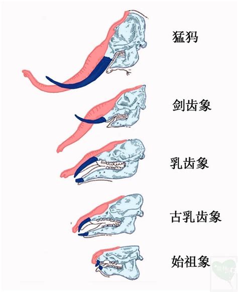 大象鼻孔|《5分钟生物课》：象鼻是怎样变长、长、长的？